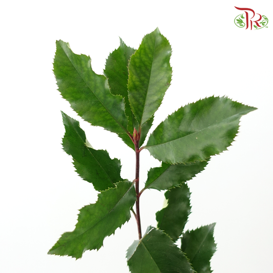 Photinia Red Leaf - Red / Green (5 Stems)