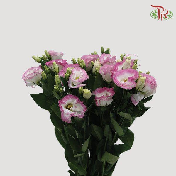 Eustoma - Pink White (10 Stems) - Pudu Ria Florist