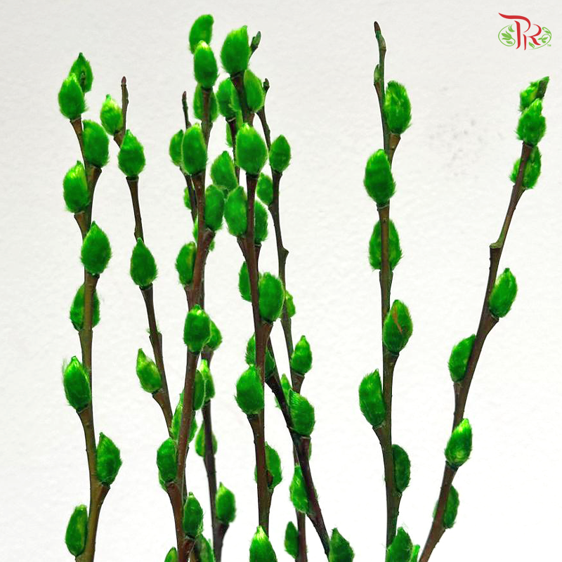 Pussy Willow Single (6FT) - 10 Stems