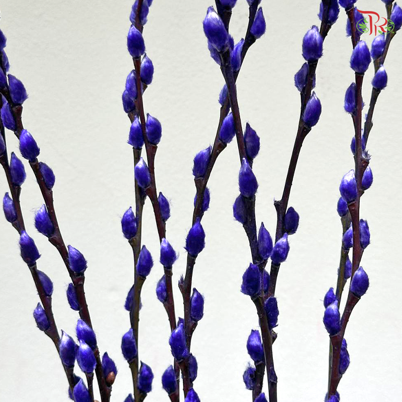 Pussy Willow Single (3FT)- (10 Stems)
