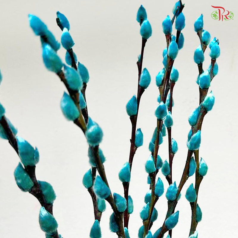 Pussy Willow Single (6FT) - 10 Stems