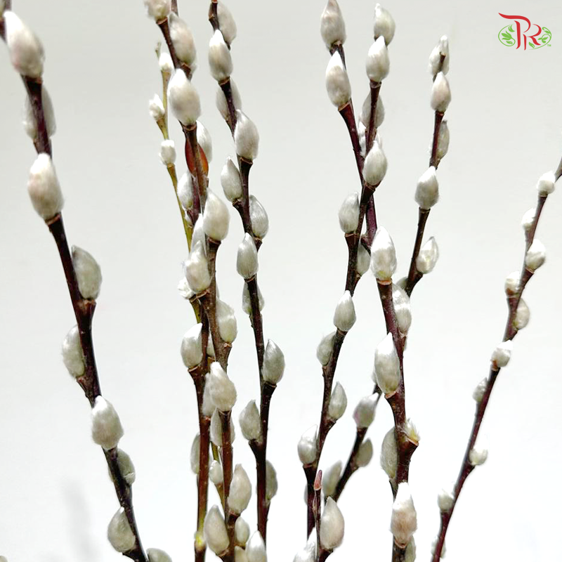 Pussy Willow Single (3FT)- (10 Stems)