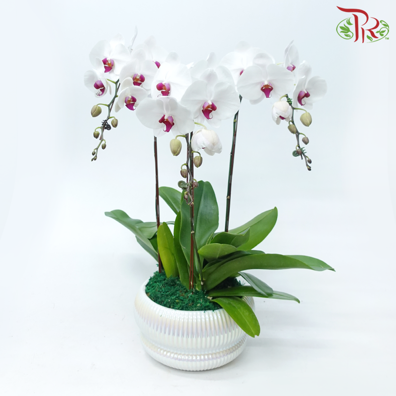 3in1 Premium Orchids Arrangement (Random Choose Orchid Colour & Design)-Pudu Ria Florist-prflorist.com.my