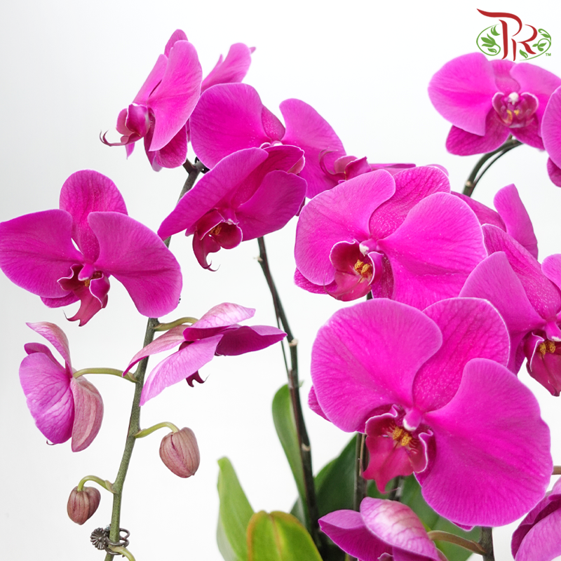 【Gift Series】Chromatic Orchid Cascade - 3in1 Premium Phalaenopsis Orchids Arrangement in Red Wrapping Cloth (Random Choose Orchid Colour)