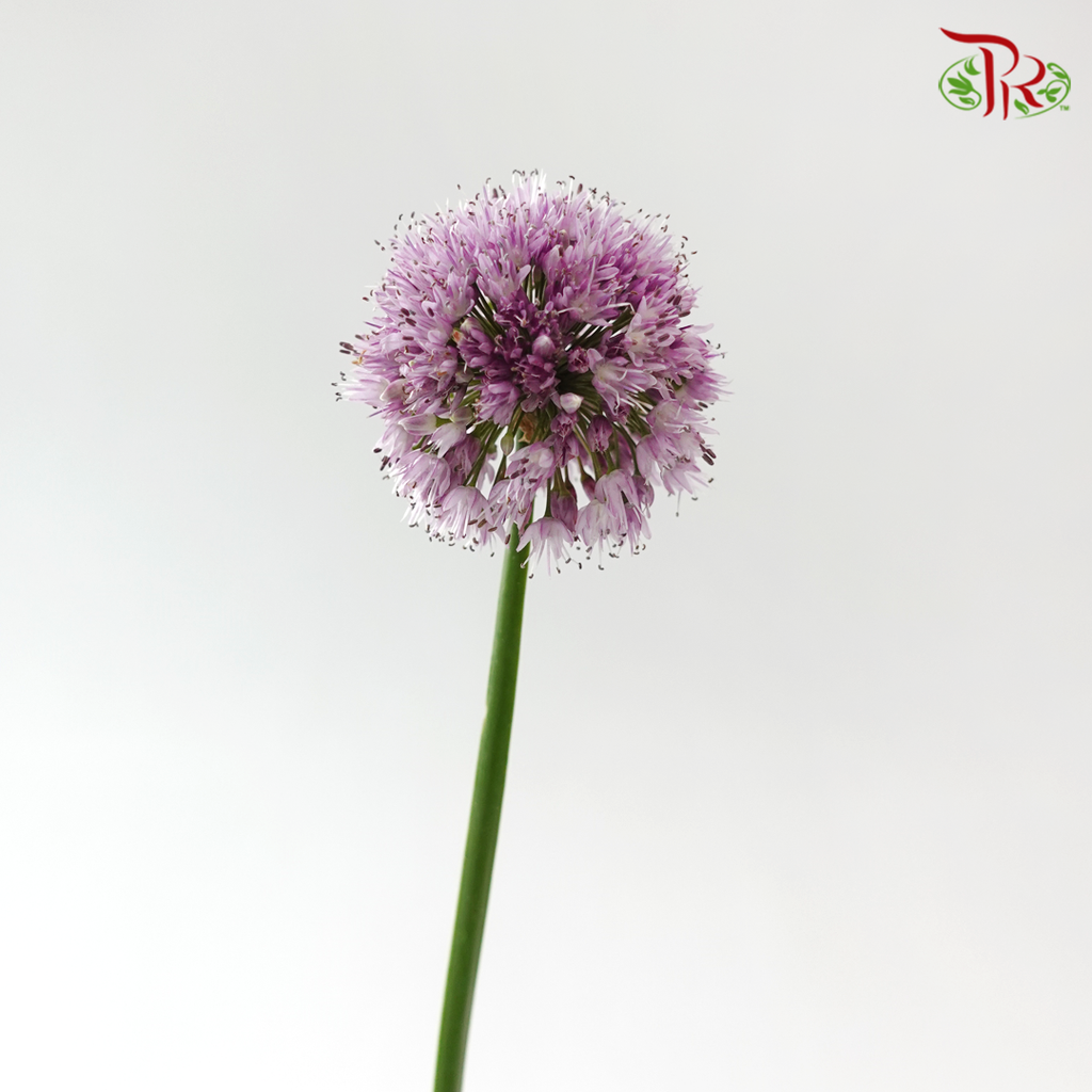 Allium Krystyna (5 Stems)