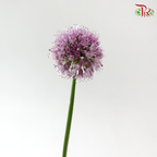 Allium Krystyna (5 Stems)