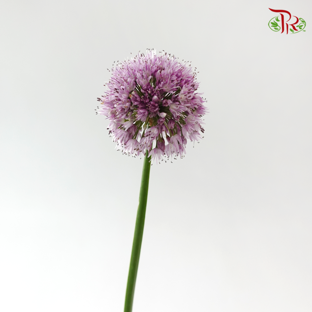 Allium Krystyna (5 Stems)