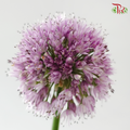 Allium Krystyna (5 Stems)