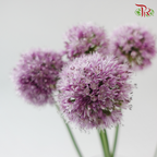 Allium Krystyna (5 Stems)
