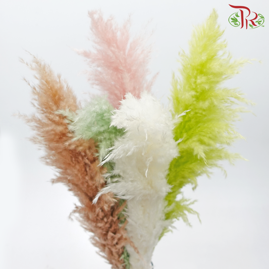 Dry Pampas 100cm - Assorted Colour 04 (5 Stems) - Pudu Ria Florist
