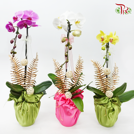 【Gift Series】Raya Orchid Tranquility