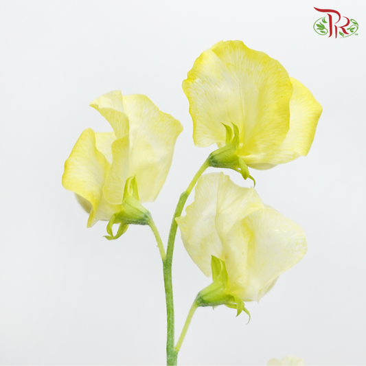Sweet Pea - Dyed Parfum Yellow Procona (5 Stems)