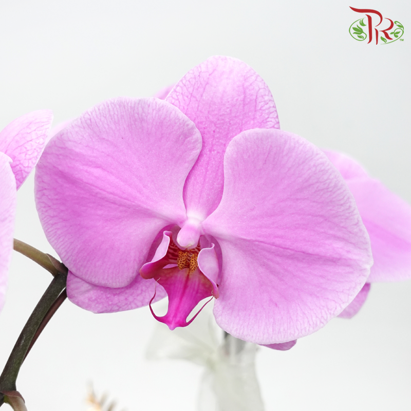 【Gift Series】Raya Orchid Tranquility