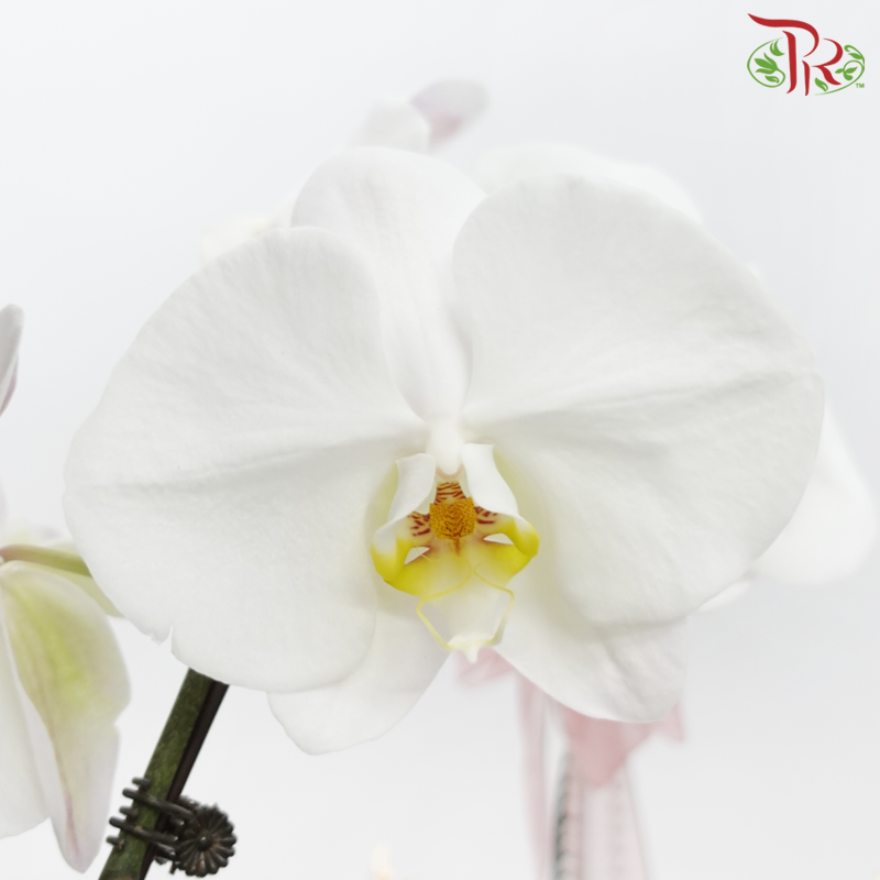 【Gift Series】Orchid Tranquility