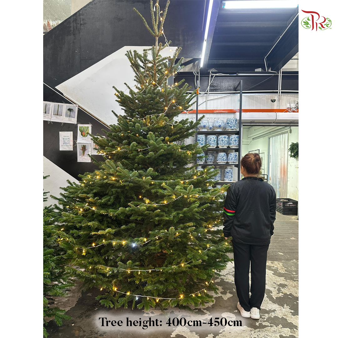 Fresh Christmas Tree (READY STOCK)