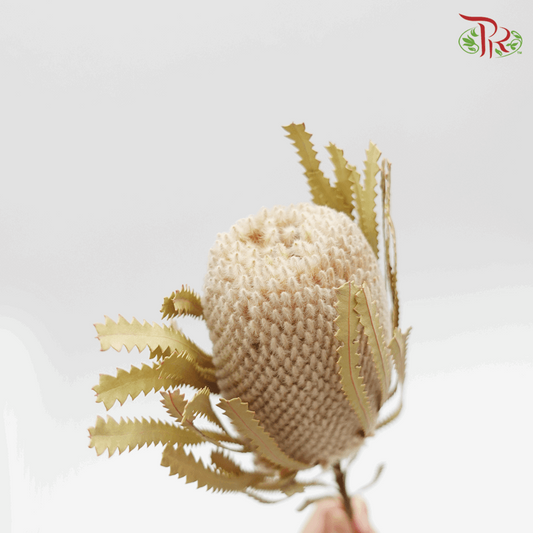 Banksia Preservative ( 4038-0-000 ) - Pudu Ria Florist