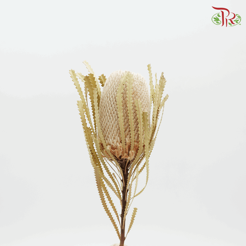 Banksia Preservative ( 4038-0-000 ) - Pudu Ria Florist
