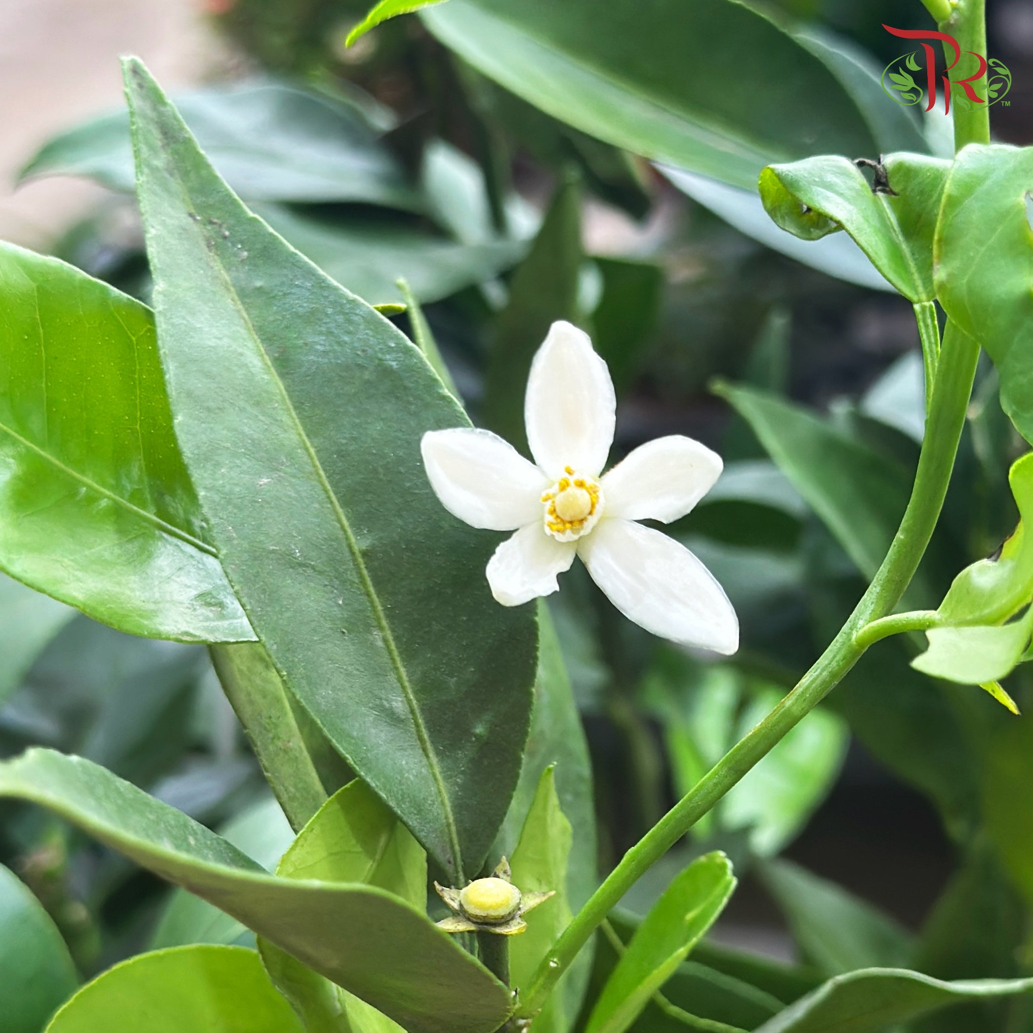 Citrus Microcarpa 210 - 70cm《金橘》