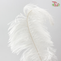 Ostrich Feather Preserved 50cm - White (Per Stem)