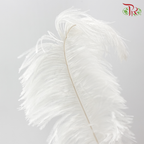 Ostrich Feather Preserved 50cm - White (Per Stem)