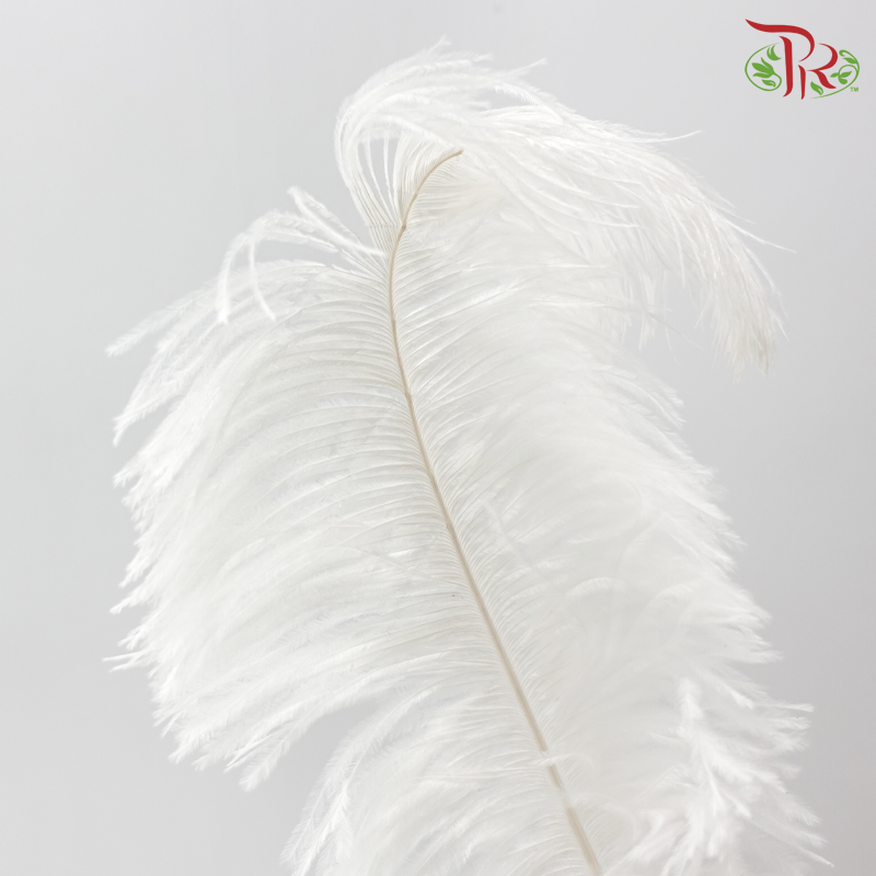 Ostrich Feather Preserved 50cm - White (Per Stem)