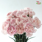 Carnation - Kayla / Pink Bride (18-20 Stems)