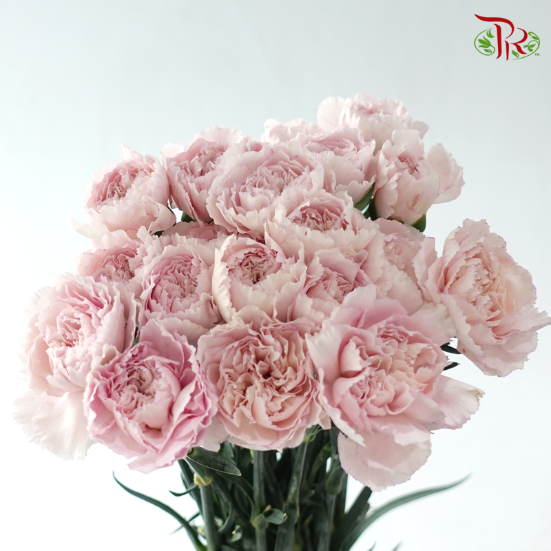 Carnation - Kayla / Pink Bride (18-20 Stems)