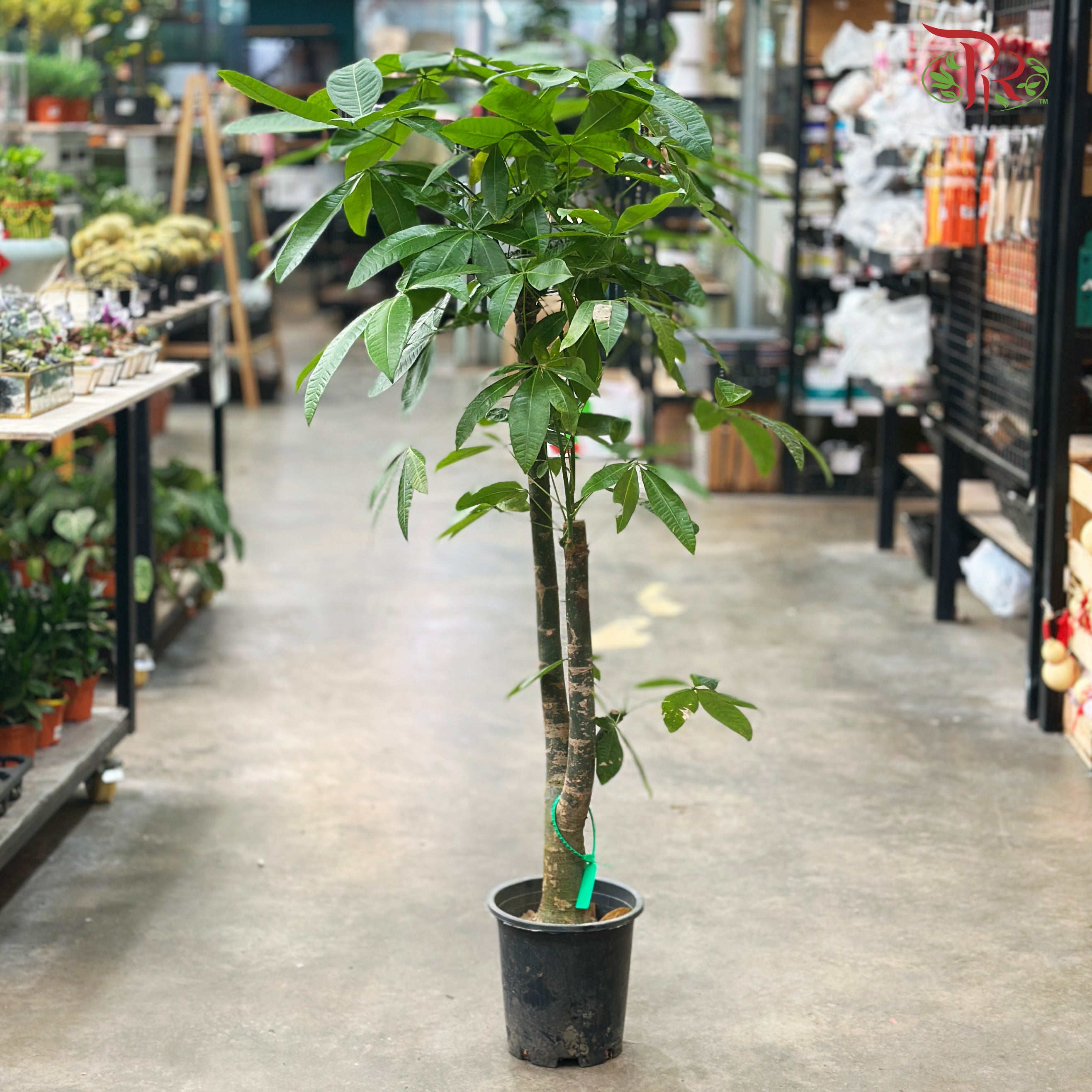 Pachira Multi 5’OH《发财树》