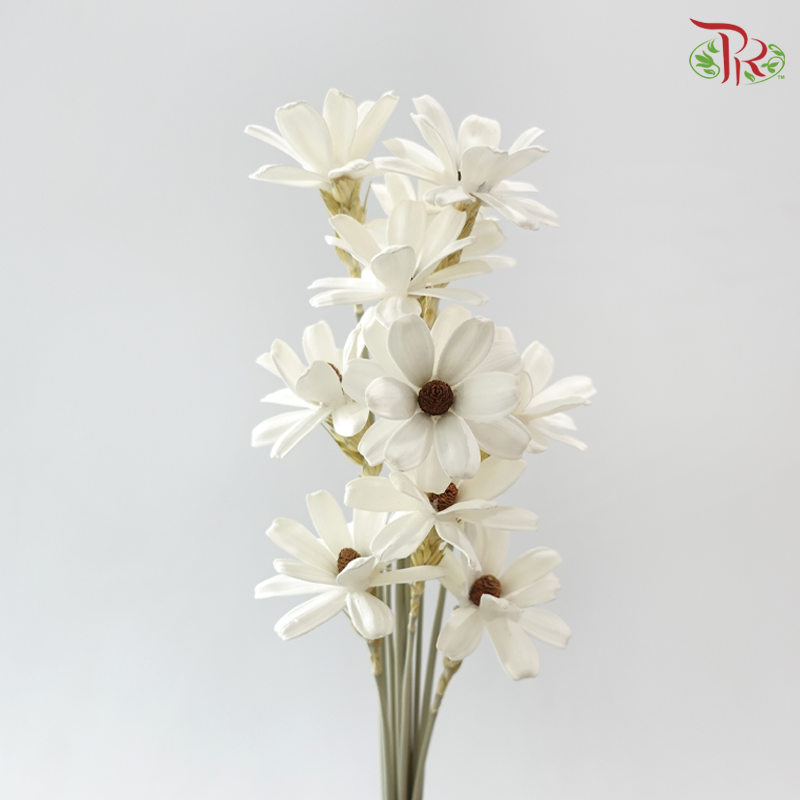 Dried Sunflower-seeds Flower - White