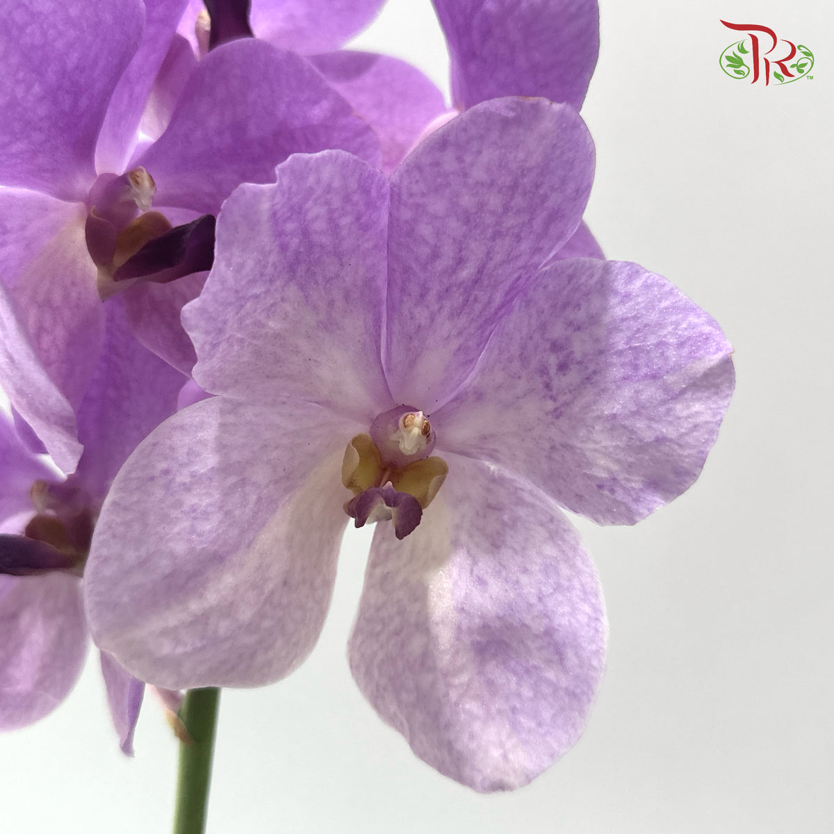 HW - Orchid Vanda Medium Purple (L) (Per Stem)