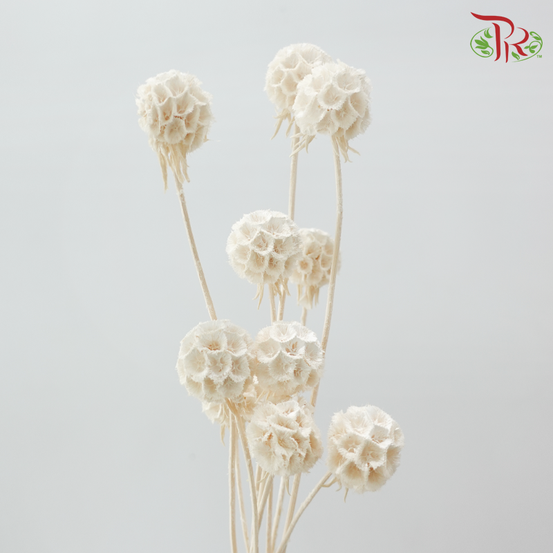 Preserved Scabiosa - White (Per Bunch)
