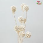Preserved Scabiosa - White (Per Bunch)