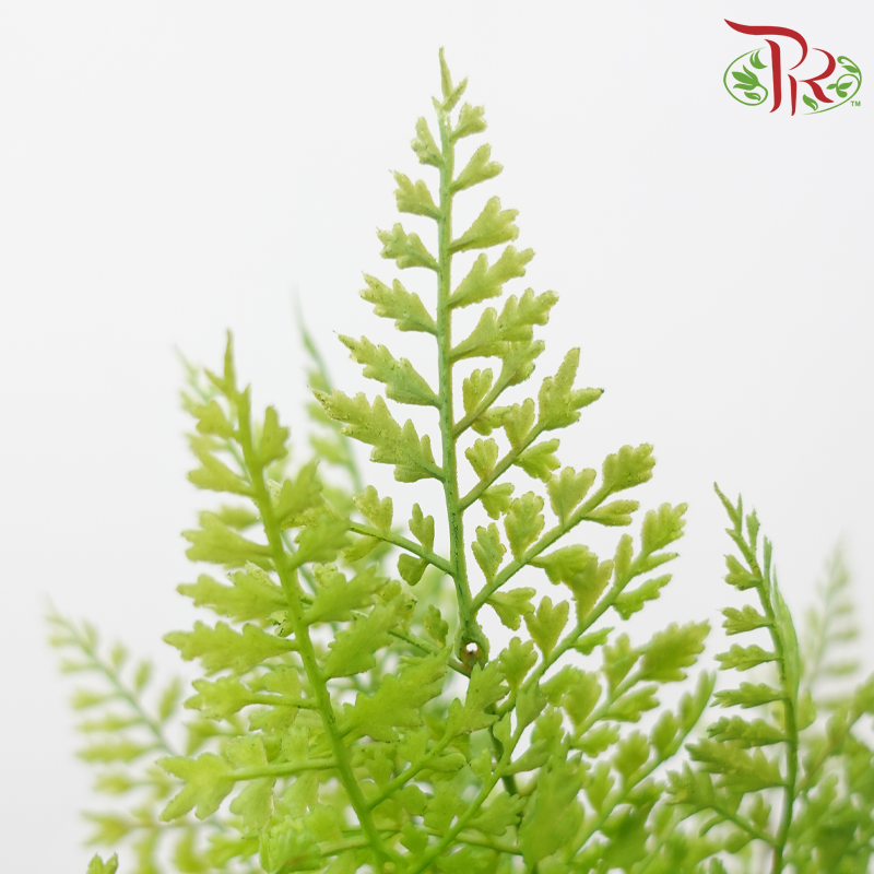 46cm - Artificial Asparagus Fern - Green (2 Stems)