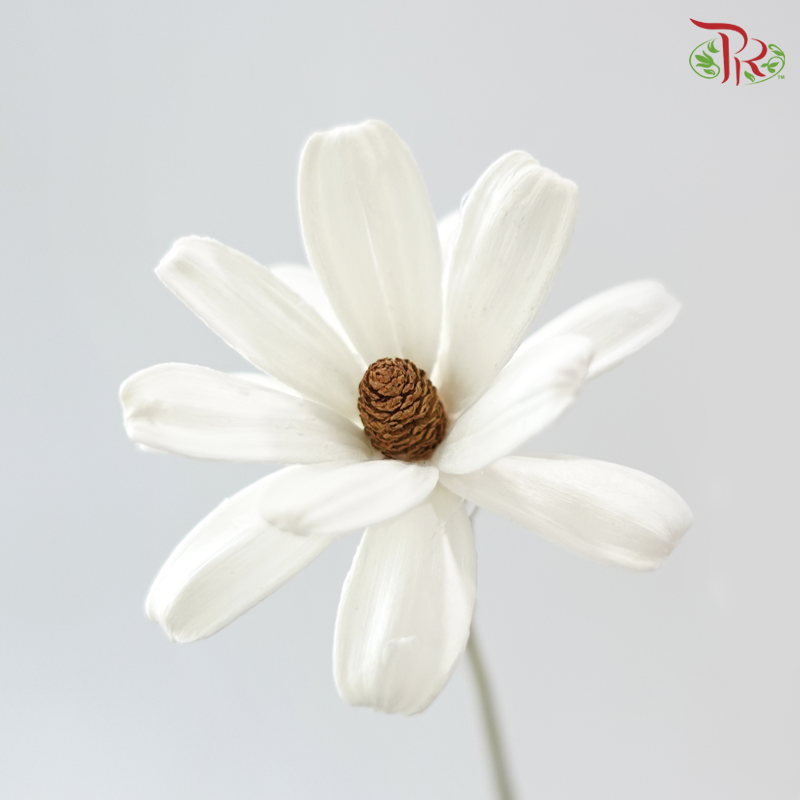 Dried Sunflower-seeds Flower - White