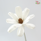 Dried Sunflower-seeds Flower - White