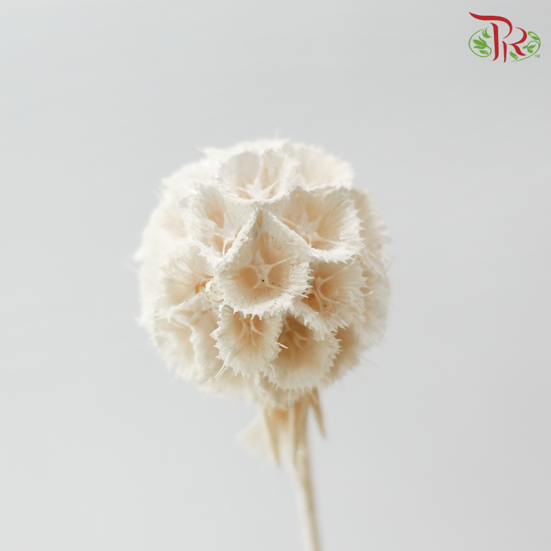 Preserved Scabiosa - White (Per Bunch)