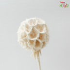 Preserved Scabiosa - White (Per Bunch)