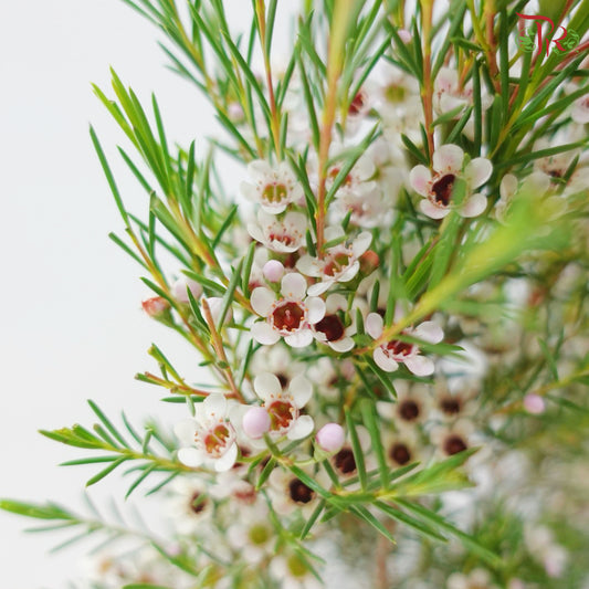 Wax Flower - White With Minor Pink (5 Stems)