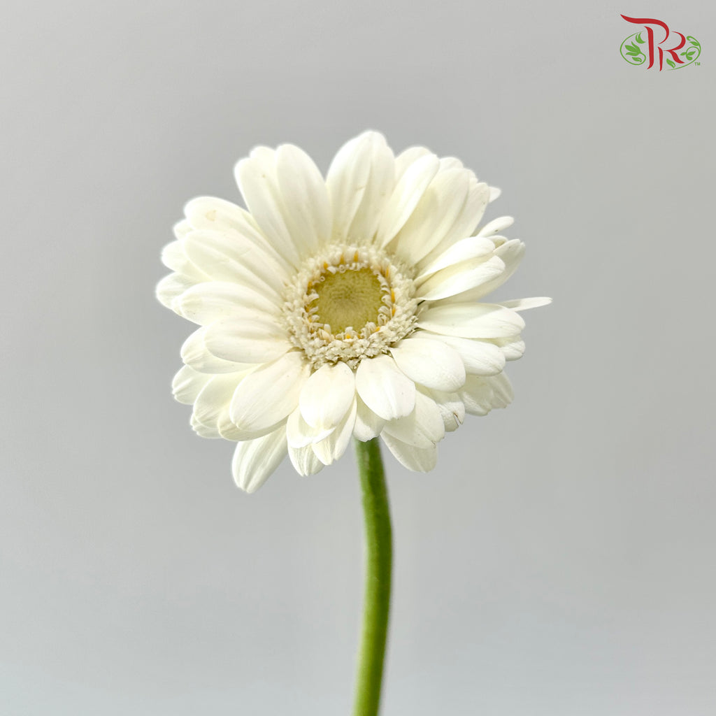 Gerbera Mini - White (9-10 Stems)
