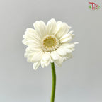 Gerbera Mini - White (9-10 Stems)