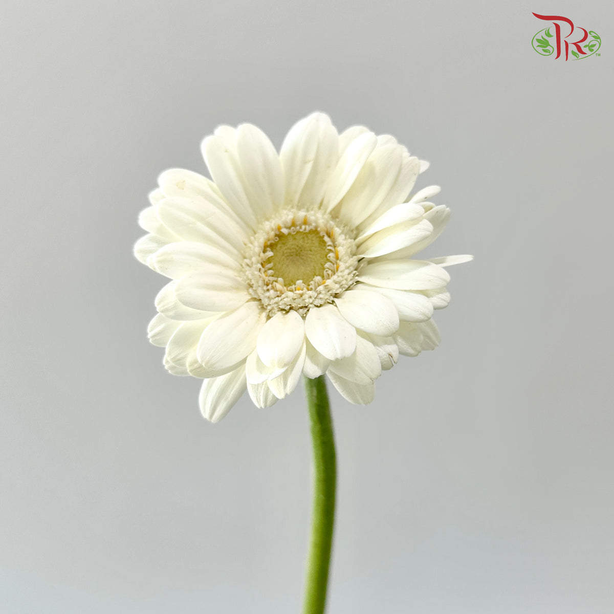 Gerbera Mini - White (9-10 Stems)