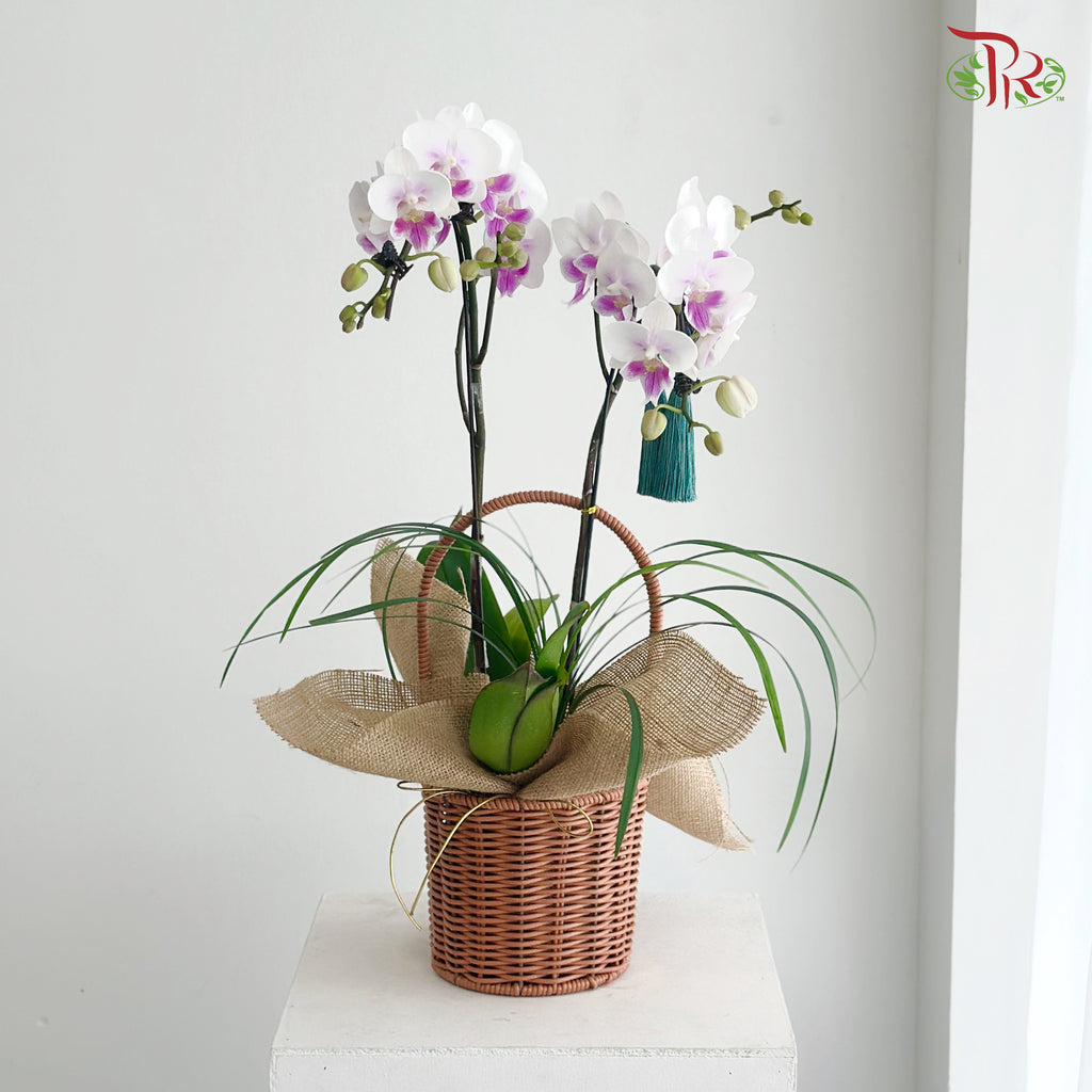 【中秋系列 Mid Autumn Series】Orchid Under the Moon《月下兰香》