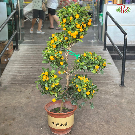 Lime Tree Bonsai《盆景造型桔子树》