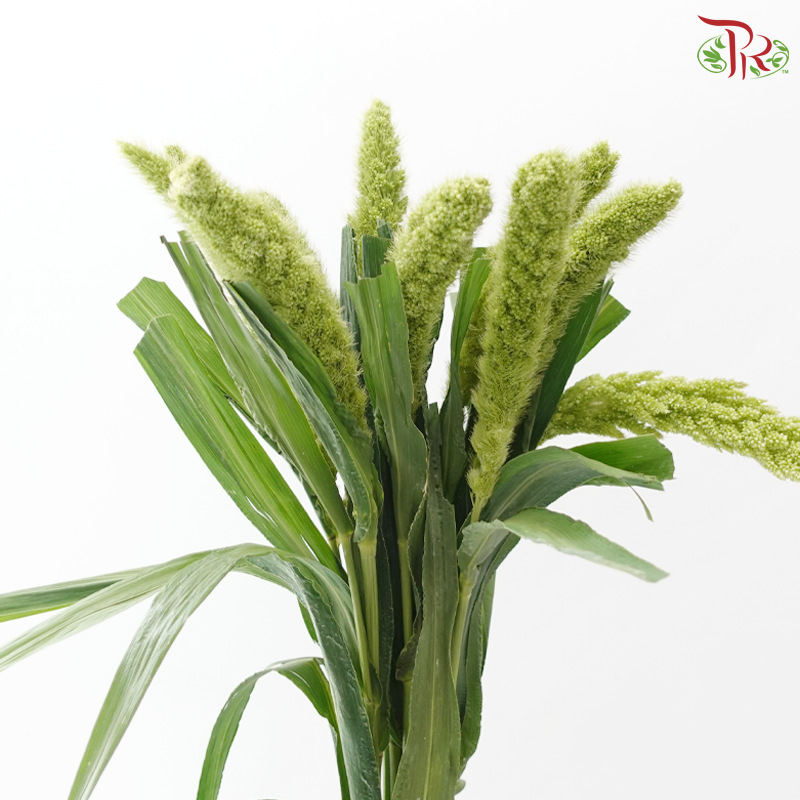 Lotus Valley (Per Bunch)