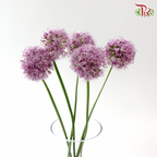 Allium Krystyna (5 Stems)