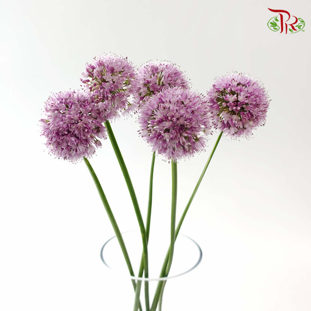 Allium Krystyna (5 Stems)