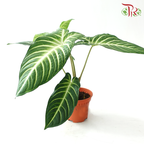 Xanthosoma Lindenii P120《乳脉千年芽》