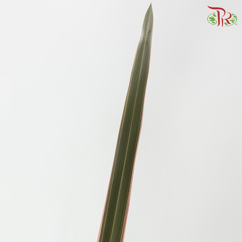 Sisal Hemp《剑麻叶》