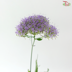 Trachelium - Purple (5 Stems)