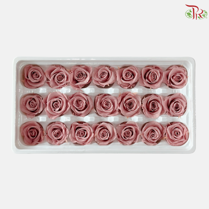 Preserved Roses - Mocha ( 21 Blooms )